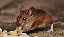 tree-injection-for-pest-control Experts in Zionhill